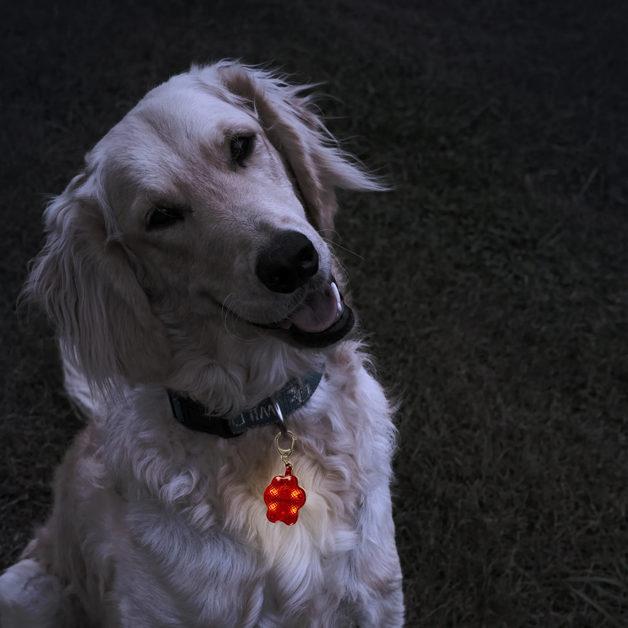 Pet Safety Light